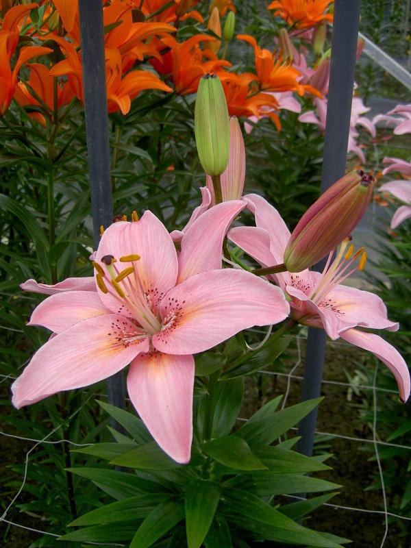 1G Lilium Fantasiatic 'Pink' - Lily - 1021906