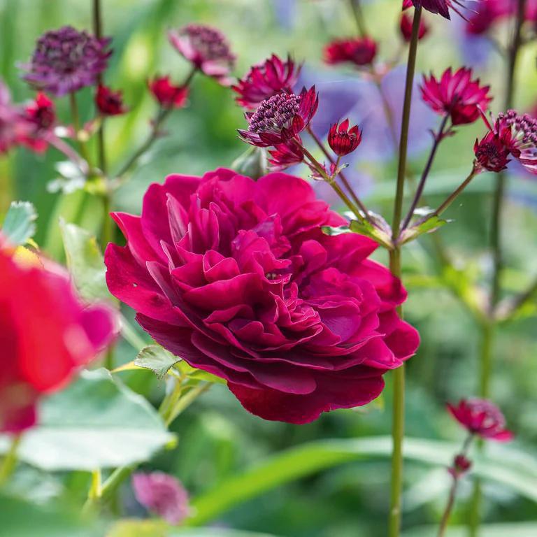 3G David Austin Rose Bush - 'Darcey Bussell' Crimson Pink - 2030 - 1007533