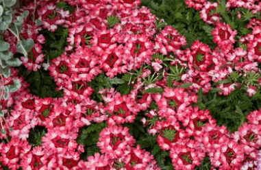 804 Verbena - 4 Pack