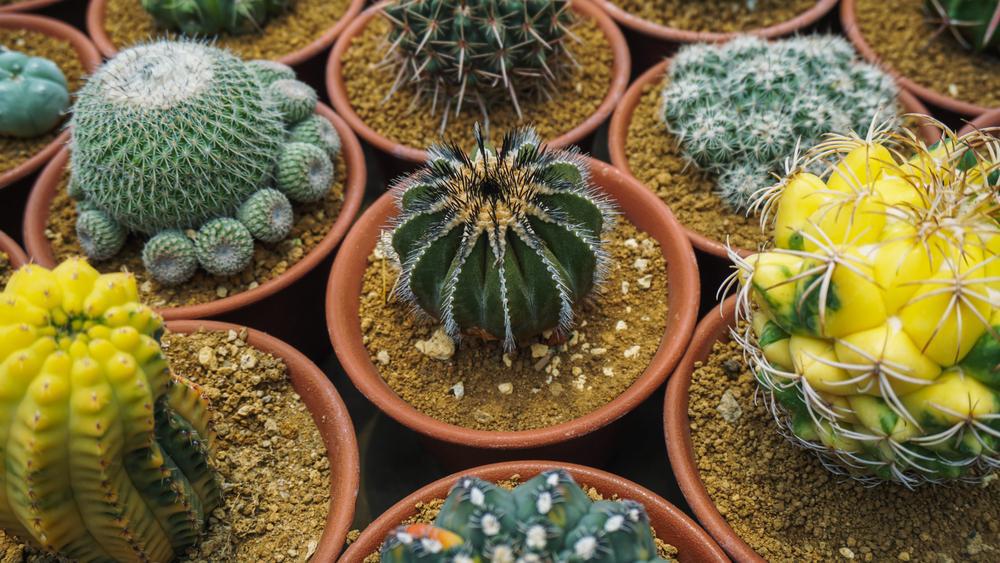 2.5" Cacti Cactus Assorted Varieties