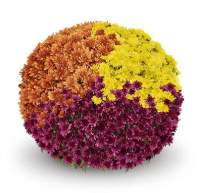 10" HB Mum Hanging Basket Combination # 27 - Arluno Orange / Arluno Purple / Arluno Yellow