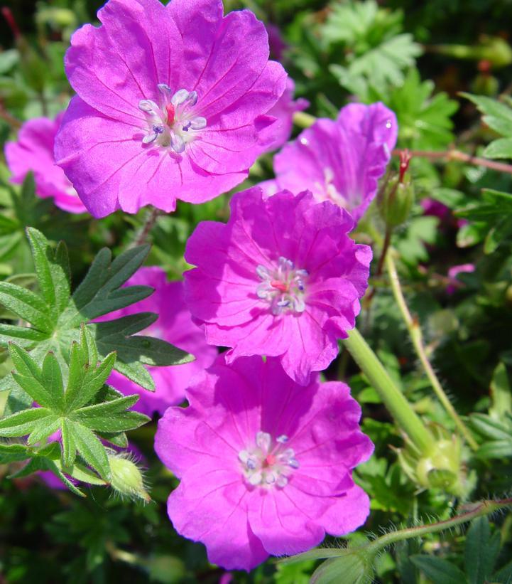 1G Geranium Sanguineum Variety Striatum - Bloody Cranesbill - 1020660