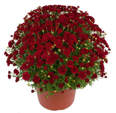 6" Mum - Samantha Red