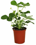 6" Table Strawberry - G2755