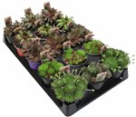 4" Hens & Chicks A1999