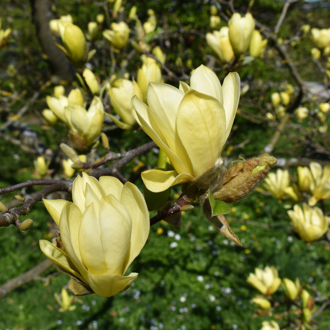 Butterflies Magnolia
