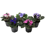 4" African Violet Assorted 4-5 Flower Open - F0207