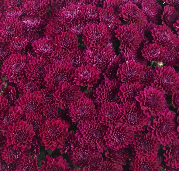 10" HB Mum Hanging Basket - Festive Purple