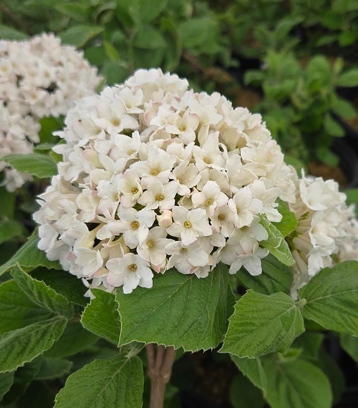 3G Viburnum Carlesii 'Spice Island' - Korean Spice Bush - 1009755