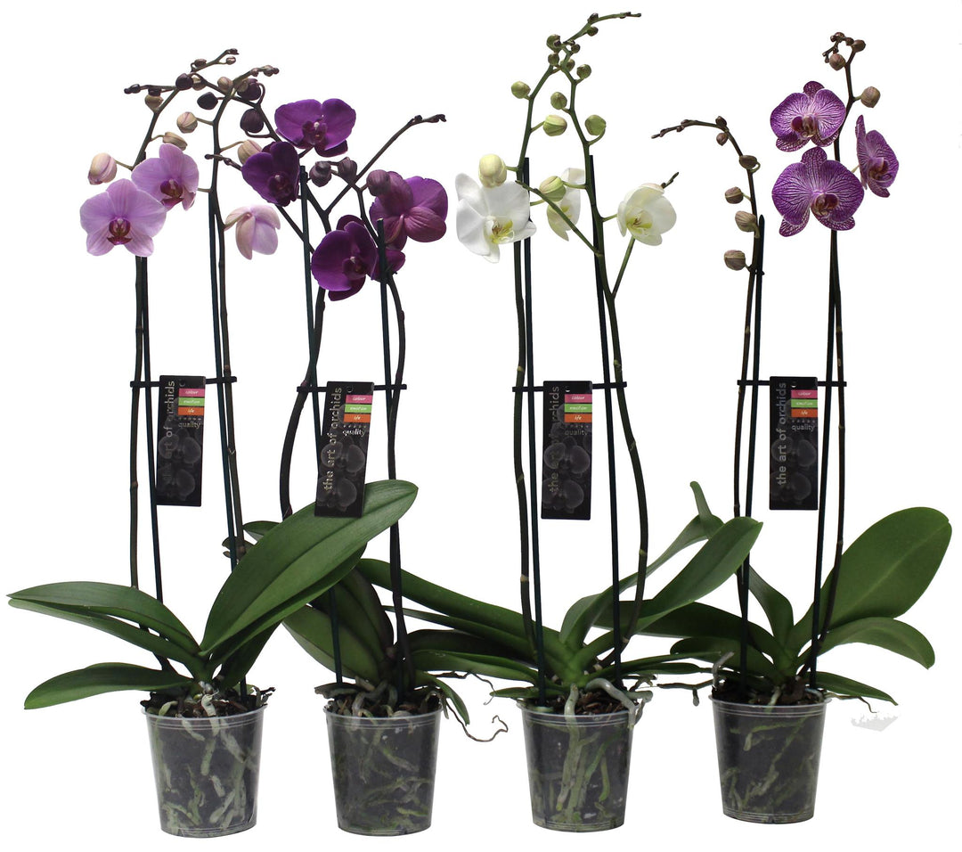 5" Orchid Phalaenopsis Magnifica 2 Spike Assorted T3151