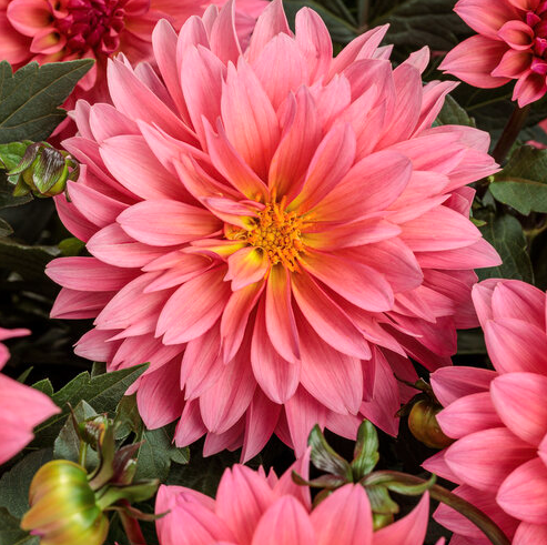 Royale PW Dahlia - Virtuoso - Pinkerific