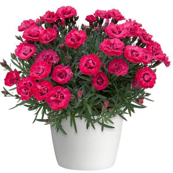 4.5" - Dianthus - Early Love