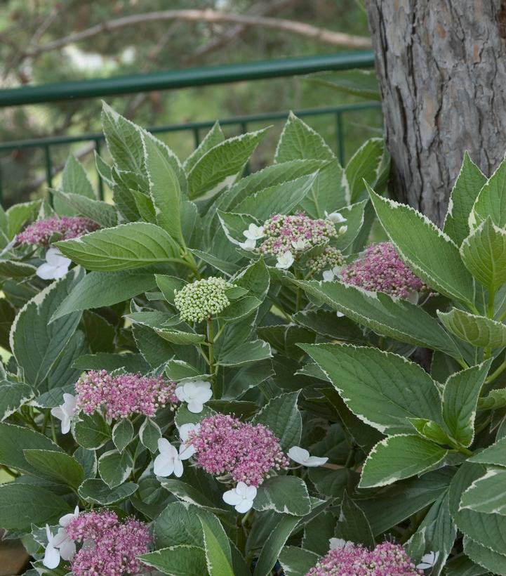 3G Hydrangea Mac. 'Light O Day' - Big Leaf - 1005369