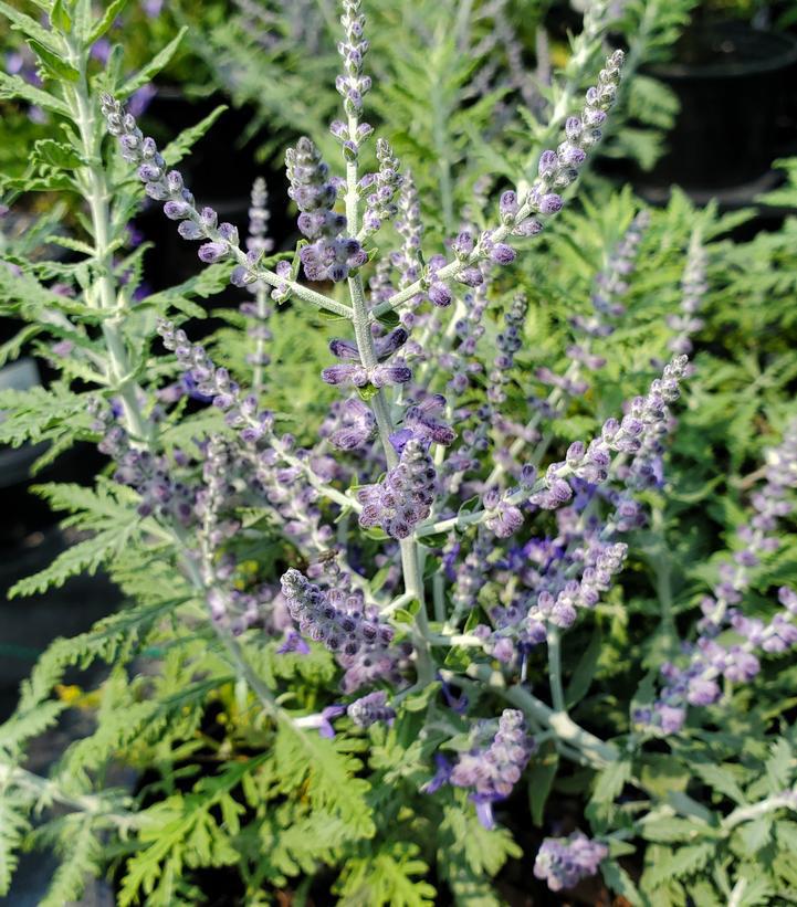 1G PEROVSKIA ATRIPLICIFOLIA 'Russian sage' 1000255