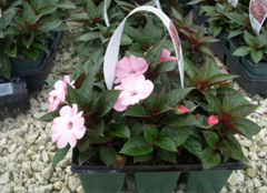 306 SunPatiens 6 Pack
