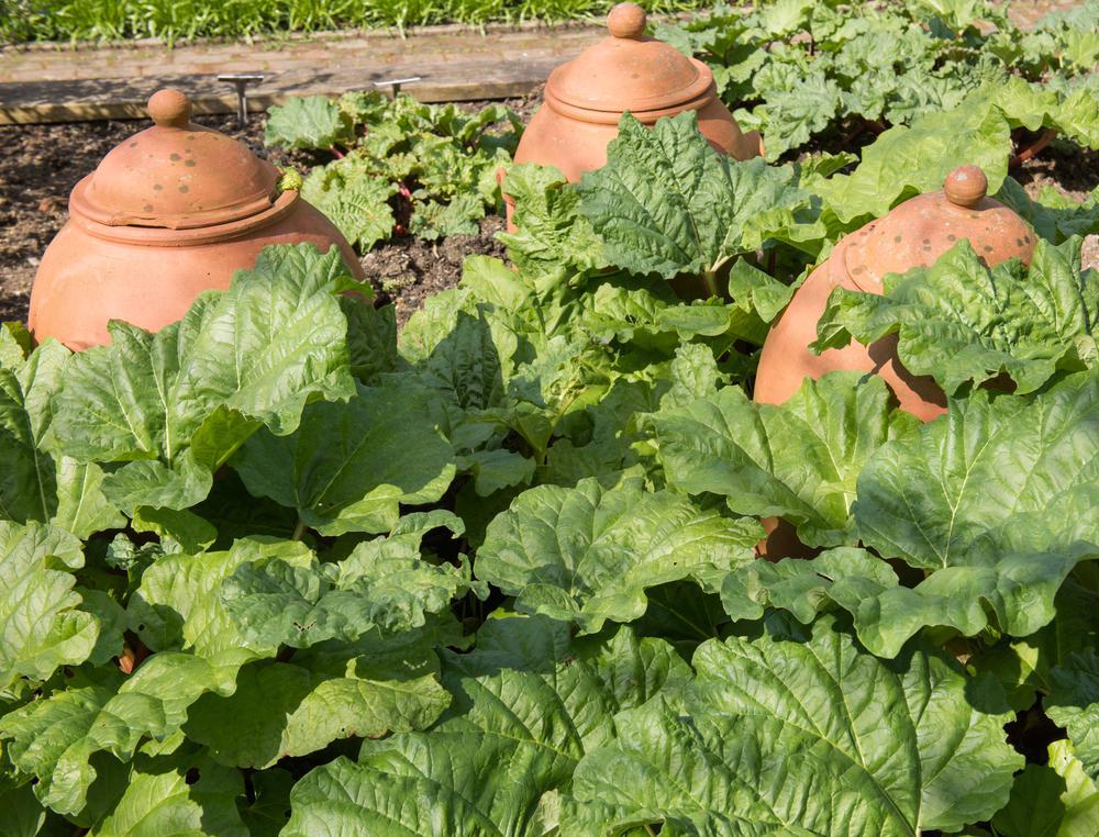2G Rheum 'Victoria' - Rhubarb - 1006703