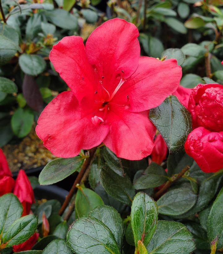 2G Azalea Kaempferi 'Johanna' Torch Azalea - 1010680