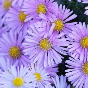 1G Aster Novi-belgii - New York Aster - 1022940