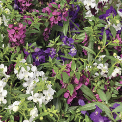 9" Angelonia Carita Mixed