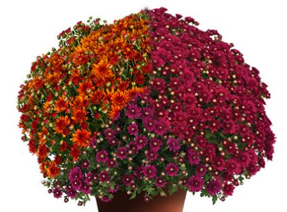 9" Combination Mum # 33 - Wanda Bronze / Wanda Purple / Wanda Red