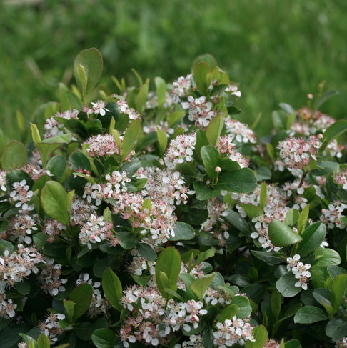 2G Aronia Melanocarpa Low Scape Mound - Chokeberry - 1008060