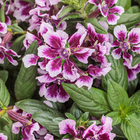 4.25" PW Cuphea - Totally Tempted - Frosted Violets