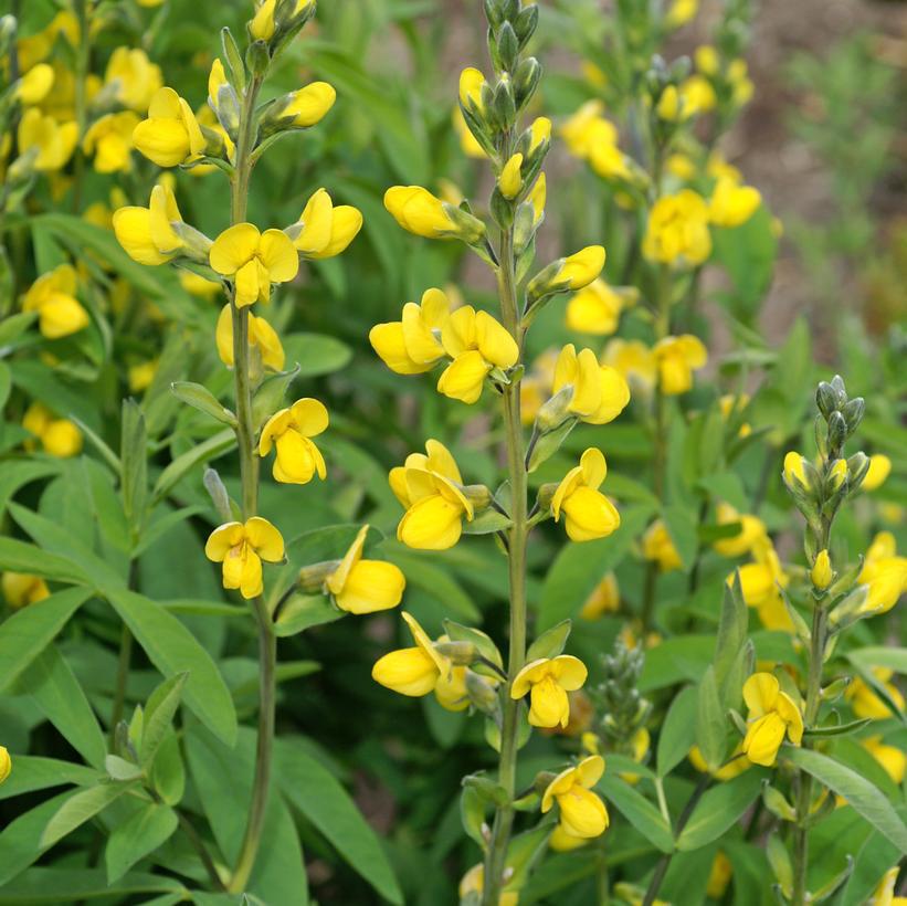 1G Thermopsis Villosa - Carolina Lupine - 1004235