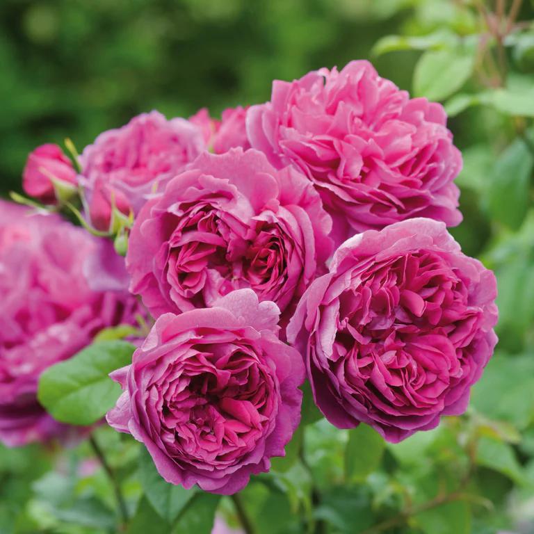 3G David Austin Rose Bush - 'Young Lycidas' Deep Pink - 2215