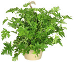 10" HB Citrosa Citronella Geranium A1446