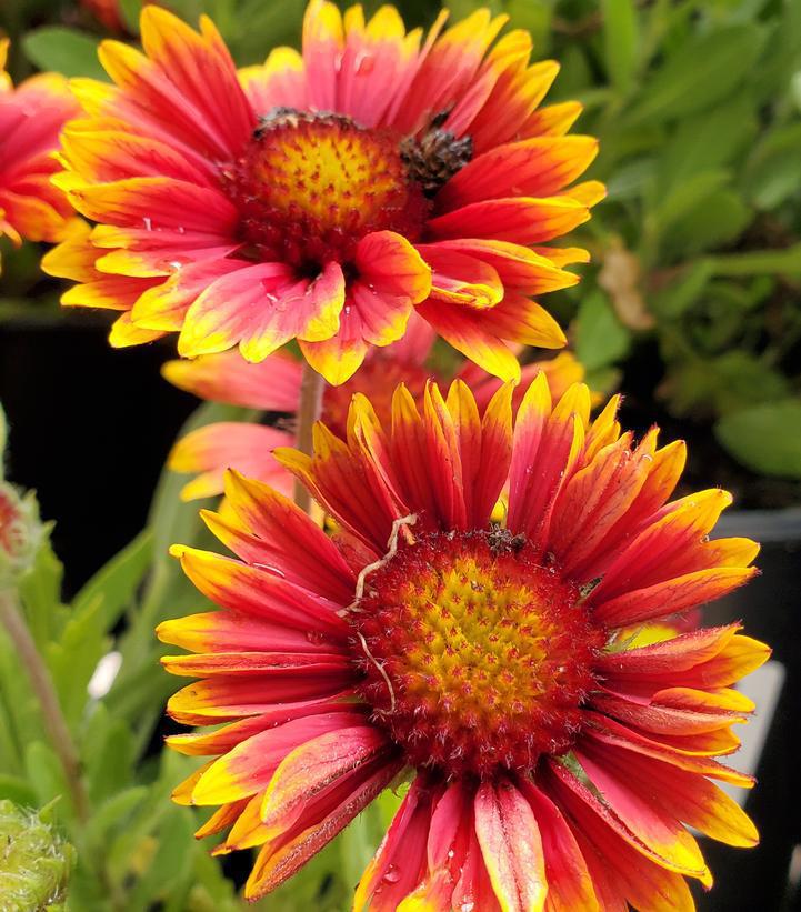1G Gaillardia Spintop 'Orange Halo' - Blanket Flower - 1015309