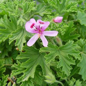 1G Pelargonium Citrosa - Citronella Geranium, Mosquito Plant - 1002114