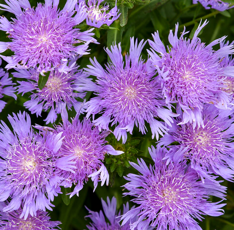 1G PW Stokesia - Riptide