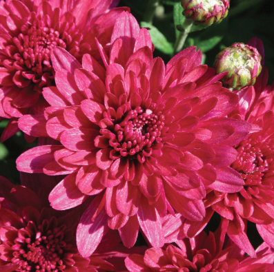 14" TP Mum Patio Pot - Wanda Purple