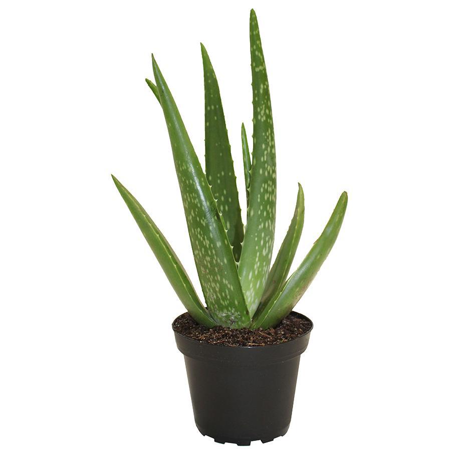 4" Aloe Vera Barbadensis - C5285 G4987