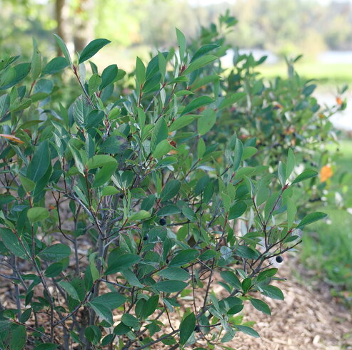3G Aronia Melanocarpa Low Scape Snowfire - Chokeberry - 1014637