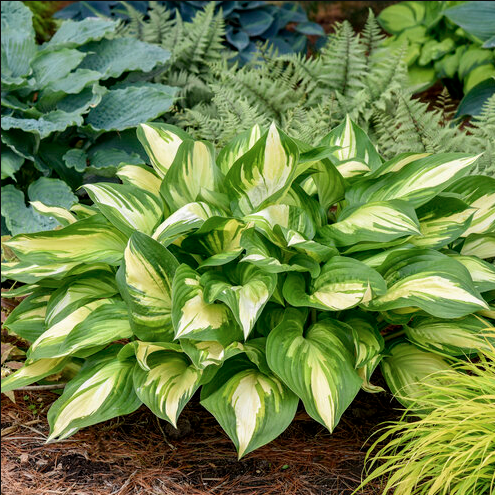 1G Hosta Shadowland 'Miss America' - 1014341