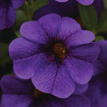 Quart Calibrachoa - Cabaret Deep Blue