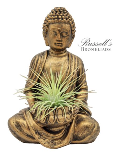 Namaste Gold Buddha w/ Air Plant - FP0191