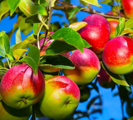 Apples - McIntosh ( Local Hollis, NH ) by the pound