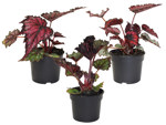 3.5" Begonia Rex Assorted G3684 T5264