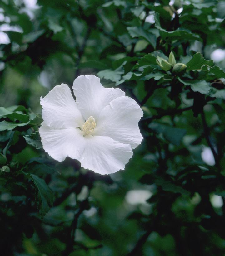 3G Hibiscus Syriacus 'Diana' White Rose of Sharon 1012520