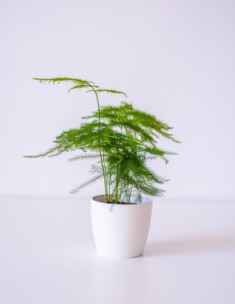 4" Ferns - Asparagus