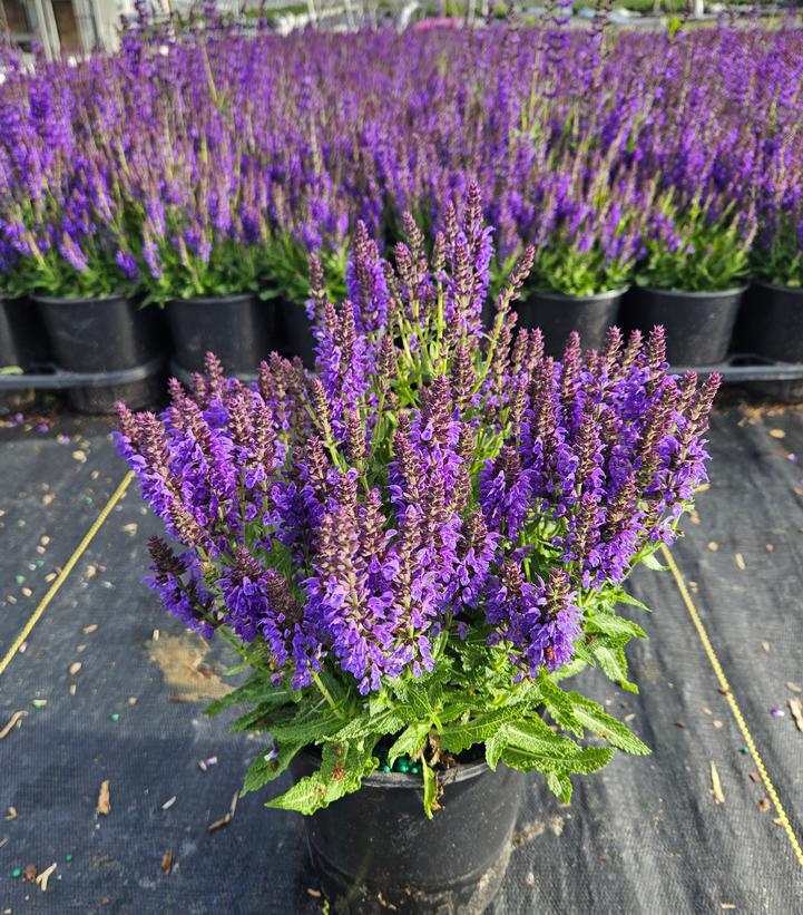 1G Salvia Nemerosa 'Marcus' - Meadow Sage - 1003034