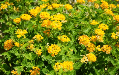 306 Lantana