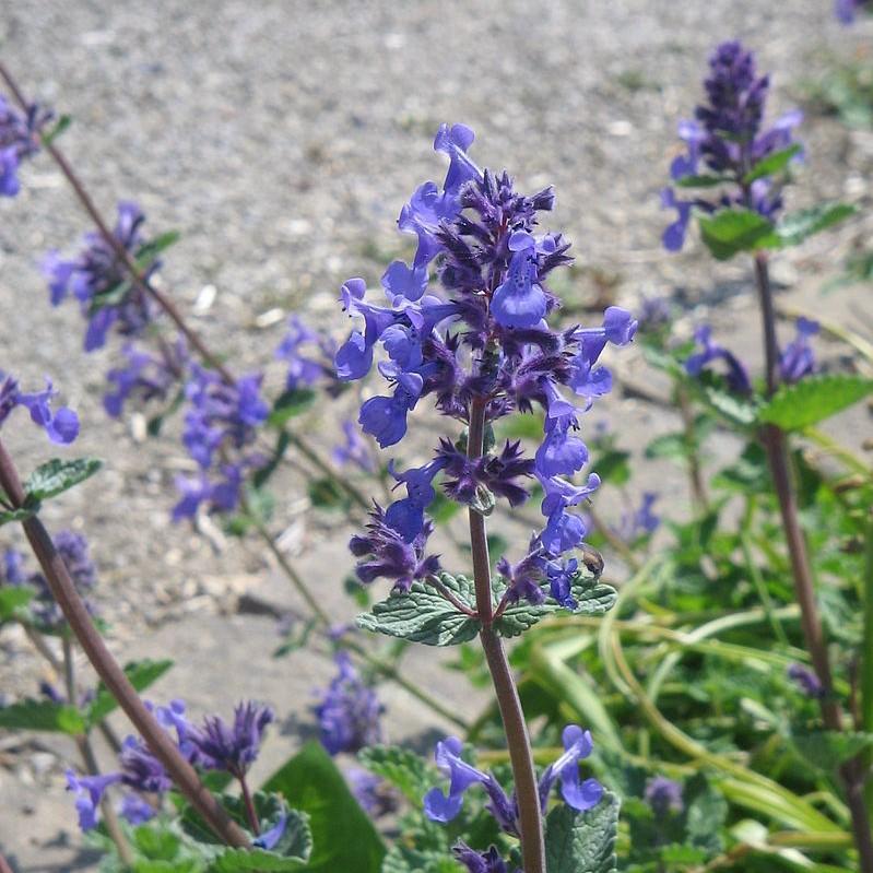 Purrsian Blue Catmint