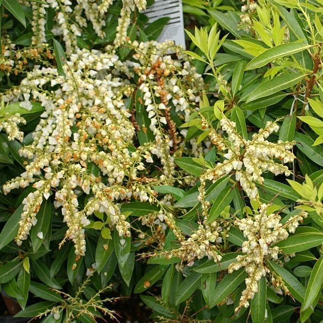 Brouwer's Beauty Pieris