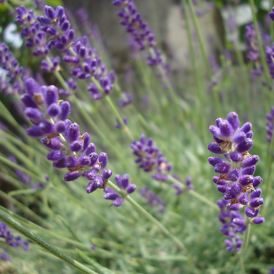 Hidcote English Lavender