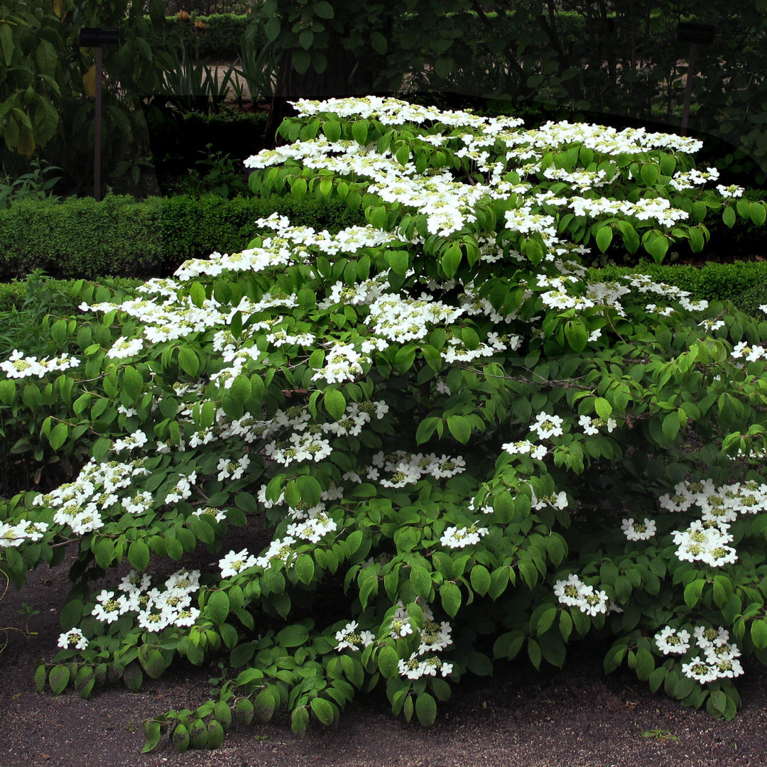 Mariessi Viburnum