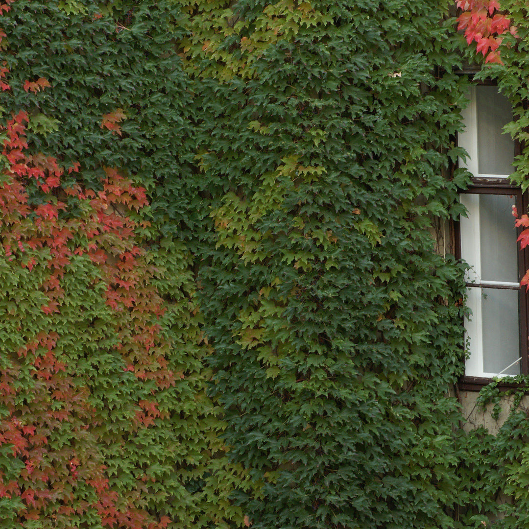 Boston Ivy