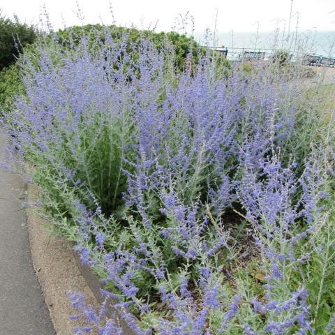 Blue Jean Baby Russian Sage
